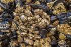Oregon-Bandon Beach Barnacles and mussels close-up Art Print